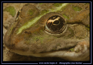"Smile for the camera..."... Great encounter last week...... by Michel Lonfat 